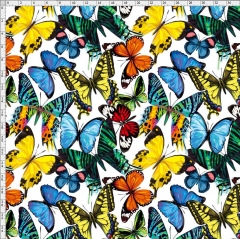 butterfly-2784