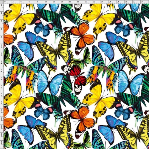 butterfly-2784