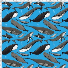 fish-6384