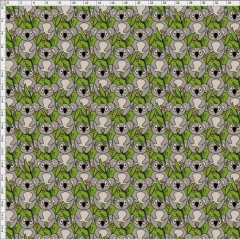 Koala-2164