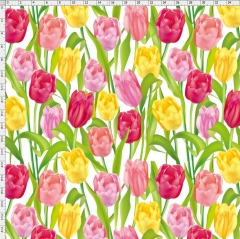 Tulip-2604